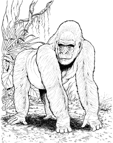 Gorilla In Jungle Coloring Page